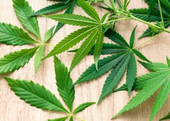 marijuana green leaves on a wooden background top view
