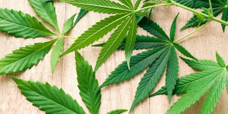 marijuana green leaves on a wooden background top view