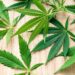 marijuana green leaves on a wooden background top view