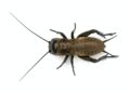 Mediterranean field cricket - Gryllus bimaculatus