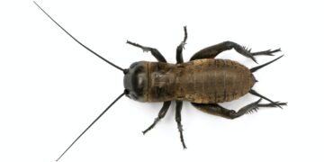 Mediterranean field cricket - Gryllus bimaculatus