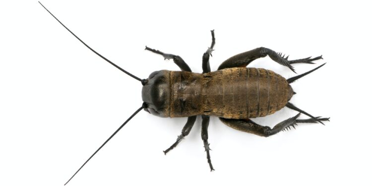 Mediterranean field cricket - Gryllus bimaculatus