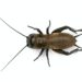 Mediterranean field cricket - Gryllus bimaculatus