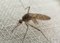 Mosquito trying to bite through cloth