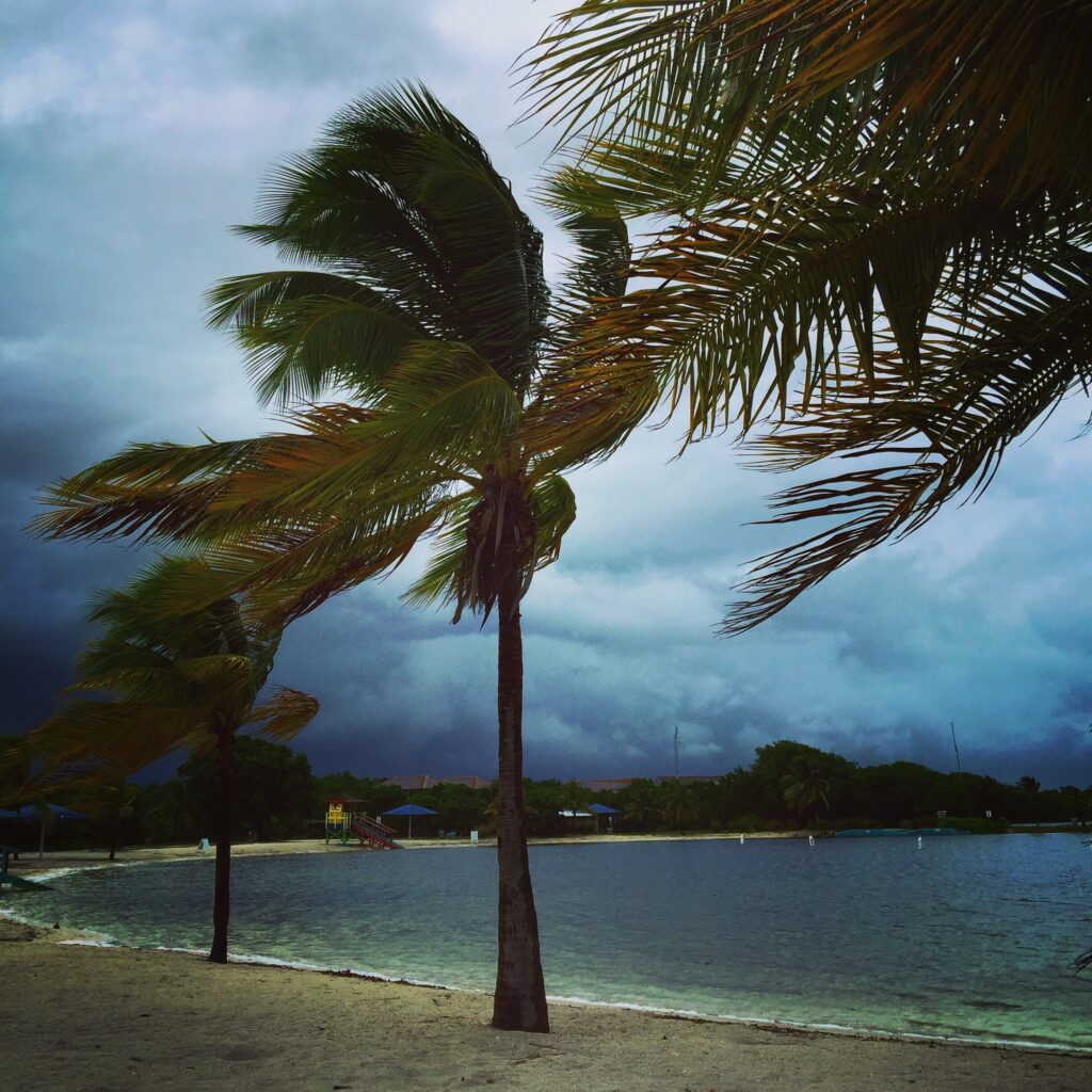 Palm trees and Hurricane winds