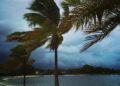 Palm trees and Hurricane winds