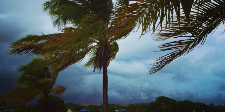 Palm trees and Hurricane winds