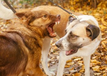 Two cute friends dogs playing together and biting in autumn park
