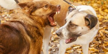 Two cute friends dogs playing together and biting in autumn park