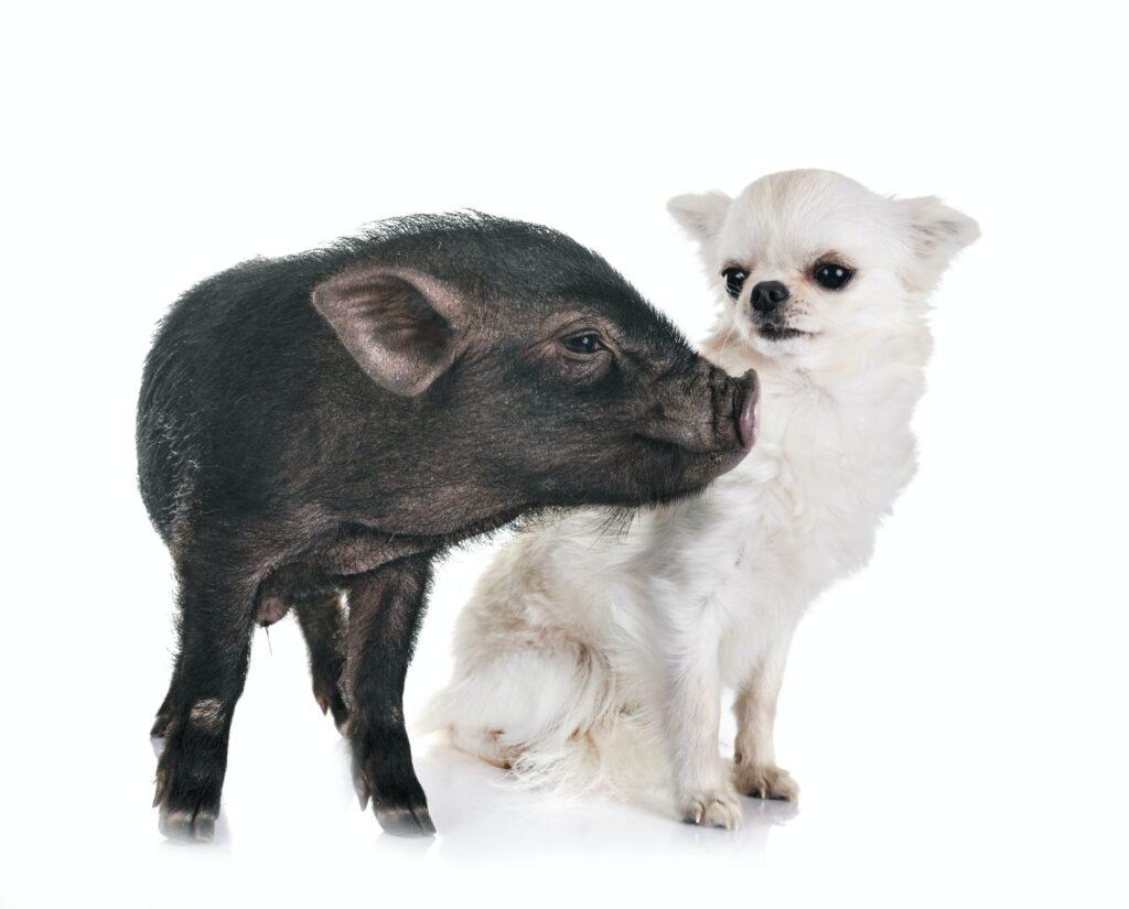 vietnamese pig and chihuahua