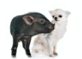 vietnamese pig and chihuahua