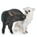 vietnamese pig and chihuahua