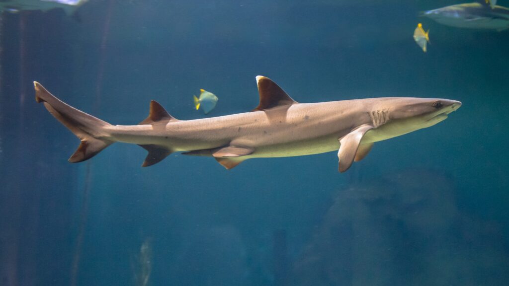 White tip reef shark