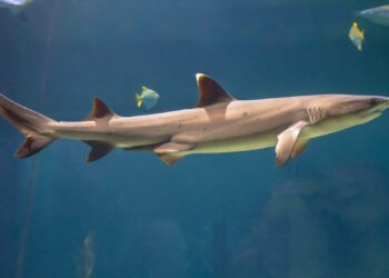 White tip reef shark