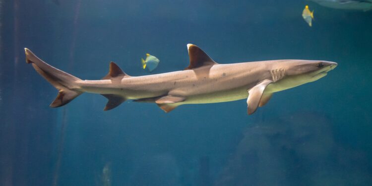 White tip reef shark