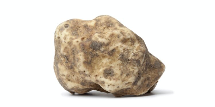 Whole single white truffle