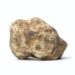 Whole single white truffle